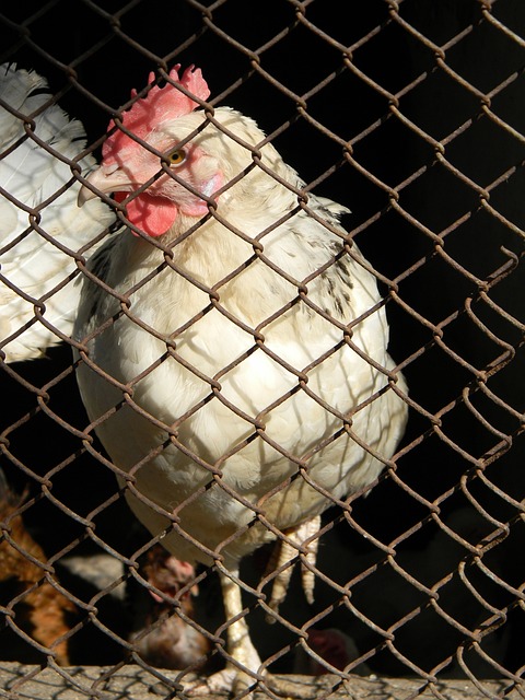 的潜在组合 的潜在组合